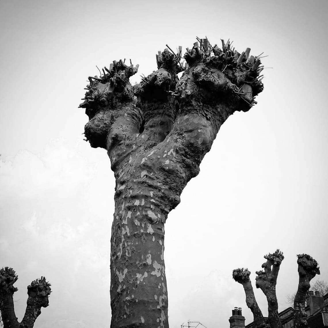 The Punk Trees of London